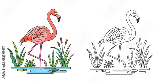 Pink flamingo and black and white outline version for coloring book. Vector illustration of a standing tropical bird in a pond with reeds and grass.