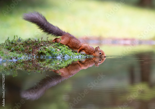 A red squirrel reflected in a woodland pond.