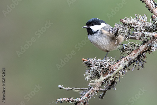 A coal tit perches on a lichen-covered branch, its black, white, and grey plumage contrasting with the soft green background.