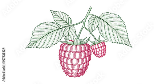 A vintage-style botanical illustration of a raspberry branch with green leaves and ripe pink berries, rendered in a detailed engraving style.