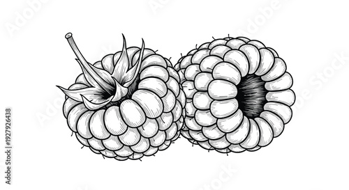 Detailed black and white ink drawing of two fresh raspberries with leaves, created in a classic vintage engraving art style.