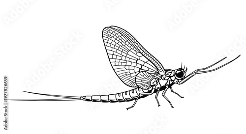 Scientific black and white line art illustration of a mayfly insect, showcasing its delicate wings and long tails in detail.