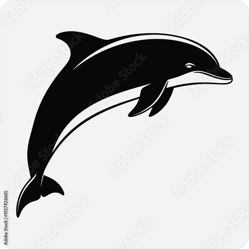 Black and white dolphin jumping out of water