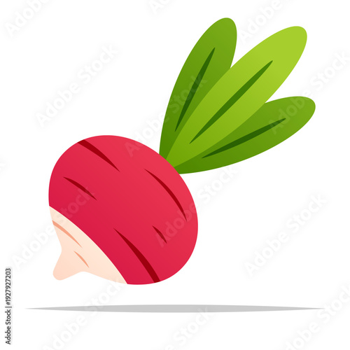 Red radish vector isolated illustration