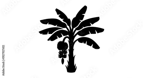 Silhouette of a banana tree on white background for design elements