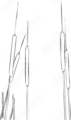 Minimalist Line Art Drawing of Bulrush Cattails