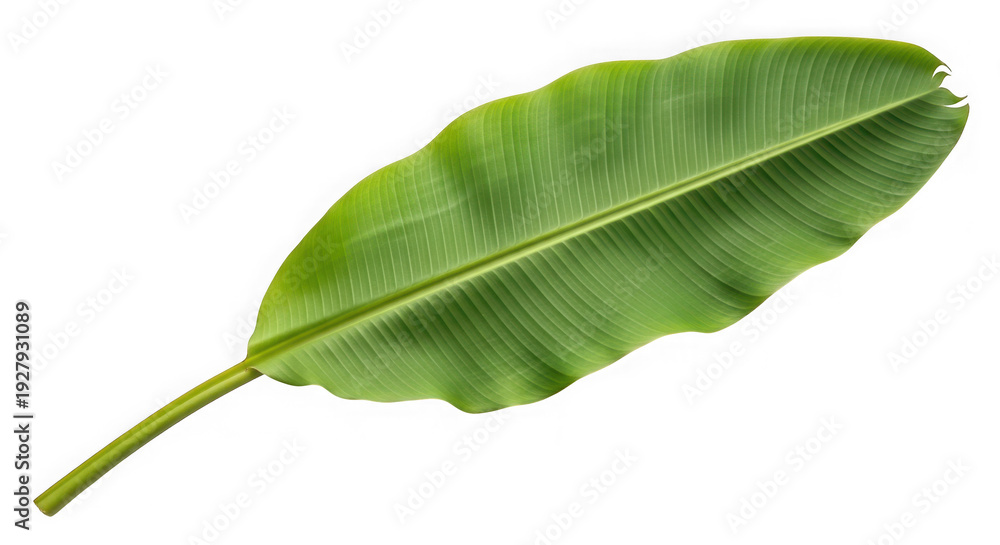 Obraz premium High-quality image of a single green leaf isolated on transparent background
