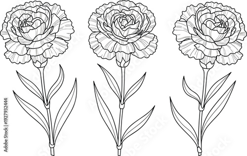 Three carnation flower line art illustrations with stems and leaves for coloring page cad drawing flat vector illustration isolated white