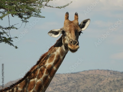 giraffe in the wild