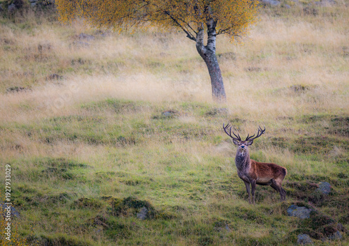 A majestic red deer stag with large antlers stands alert in a grassy field during autumn. The stag is looking directly at the camera, its fur blending with the autumnal colors of the landscape.