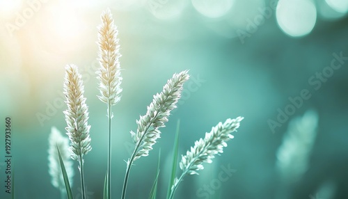 Beautiful Delicate Grassy Blooms with Soft Colors and Elegant Textures in a Tranquil Nature Setting