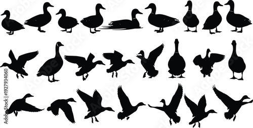 Silhouette collection of ducks and geese in various flying and walking poses, wildlife bird illustrations for nature themes, vector animal design elements