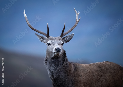 A majestic red deer stag stands alert against a moody blue sky, its impressive antlers silhouetted.