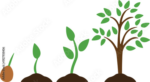 Tree Growth Stages Vector Illustration Showing Seed Germination Sprout Sapling and Mature Plant Isolated on White Background