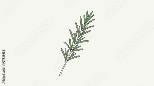 Clean vector illustration of a single green rosemary herb sprig, isolated on a light background.
