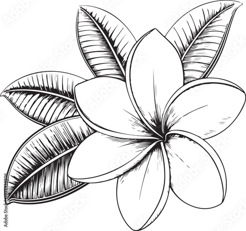 Frangipani flower with leaves Hand-drawn Sketch Drawing Vector Illustration, Line Linear Symbol Black and White Engraving, Isolated