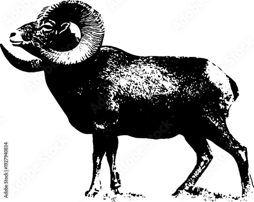 Aries zodiac sign vintage ink illustration - black and white high contrast design for astrology art