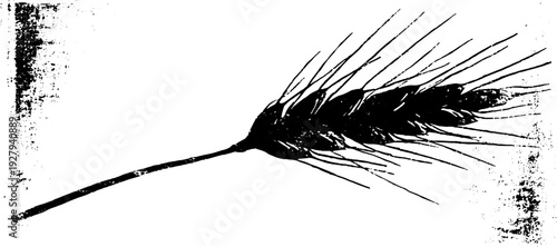 High contrast black and white wheat ear ink illustration for retro design