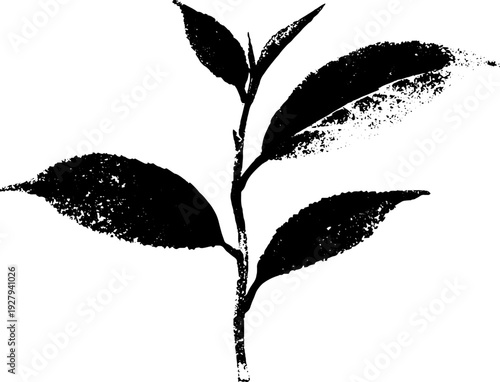 Minimalist tea leaf ink drawing in high contrast black and white for design projects