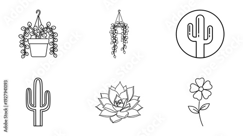 Cactus and succulent illustrations