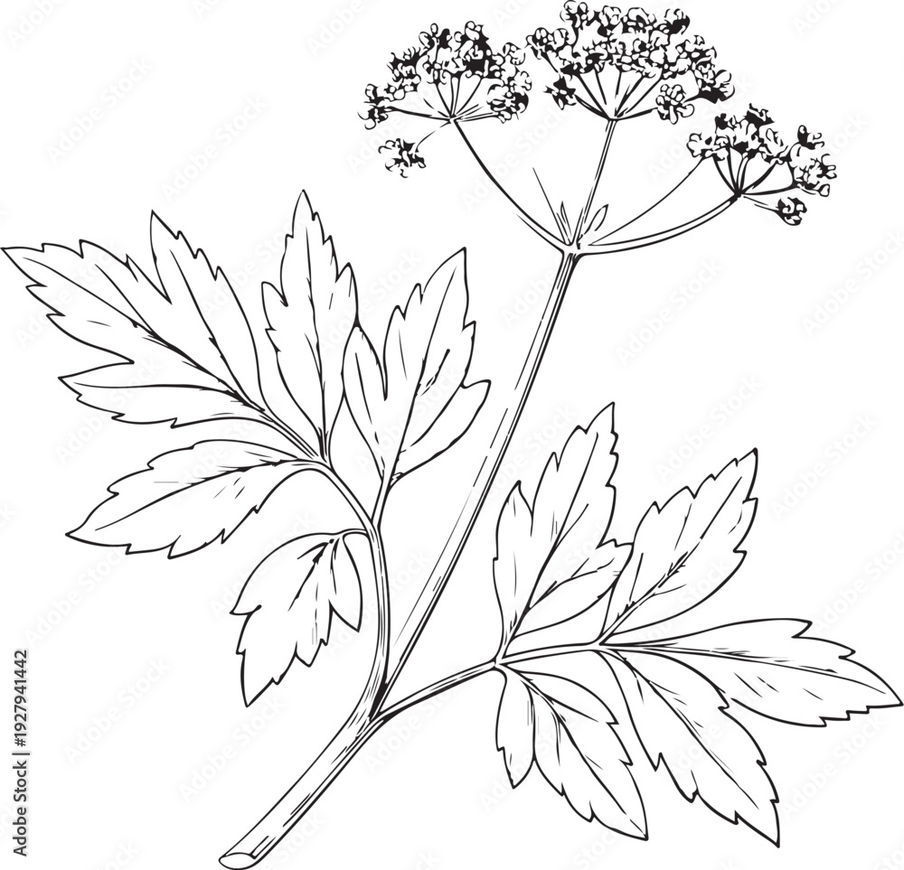 Obraz premium Lovage Hand-drawn Sketch Drawing Vector Illustration, Line Linear Symbol Black and White Engraving, Isolated