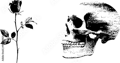 High contrast black and white ink rose and skull design for artistic projects
