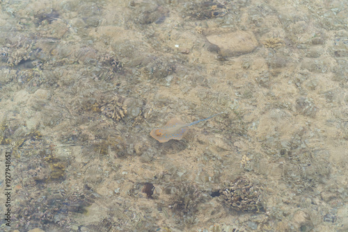 Small stingray swimming over sandy ocean floor with visible rocks and coral formations in shallow water