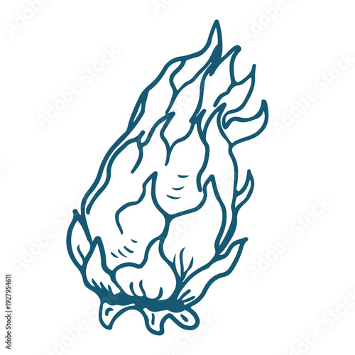 Hand drawn sketch illustration of half a dragon fruit. Vintage mediterranian blue style.