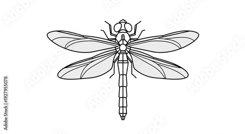Black and White Dragonfly Illustration.