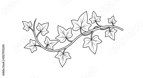 Black and White Ivy Leaves Illustration.