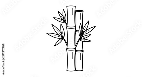Bamboo Stems with Leaves Illustration.