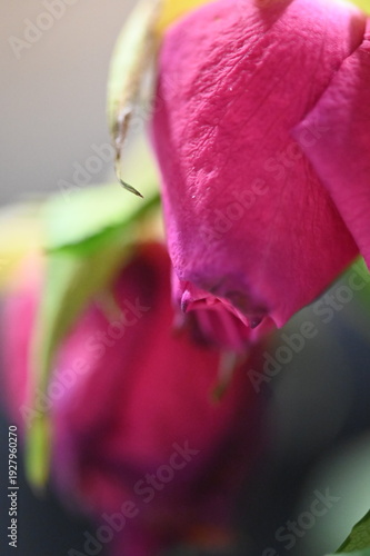 close up of a pink flower