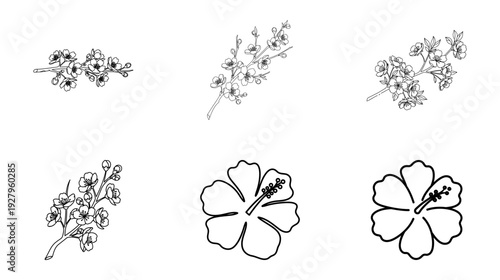 Illustration of Hibiscus flowers and floral branches