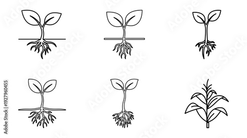 Illustration of Seedling growth stages plant development
