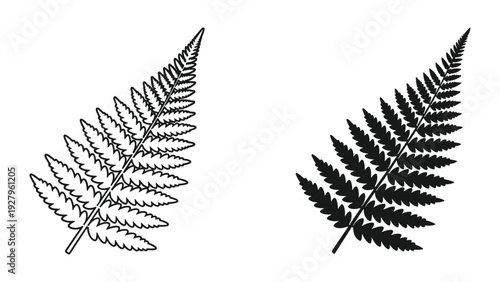Fern leaf vector outlines and silhouette, natural plant graphics on white background