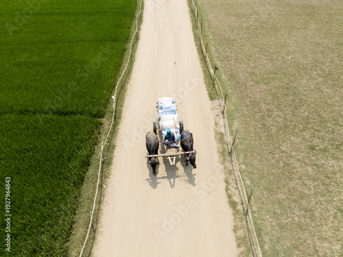 Aerial view of a pair of buffaloes drawing a cart down a dusty road between fields of verdant green and parched brown, Rajshahi, Rajshahi Division, Bangladesh.