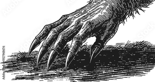 Vintage detailed illustration of a clawed beast hand with sharp curved nails