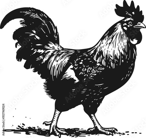 Black rooster walking with detailed feathers and proud pose on white background