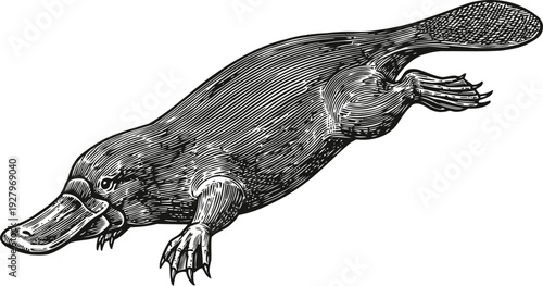 Platypus illustration detailed hand drawn monotone aquatic mammal with duckbill, webbed feet and fur texture