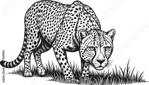 Cheetah illustration stalking in grass, wild predatory animal with spotted fur pattern and alert expression