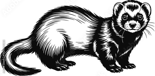 Black and white illustration of a ferret standing with detailed fur and curious expression