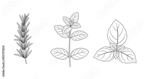Detailed line drawings of herbs rosemary basil and oregano leaves on white background for culinary and botanical use