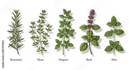 Collection of five fresh herbs including rosemary thyme oregano basil and mint illustrated in a botanical style on a white background with soft shadows and detailed leaf textures