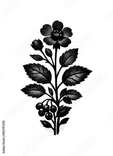 Symbolic composition of a simplified botanical specimen silhouette centered like a museum plate, form defined