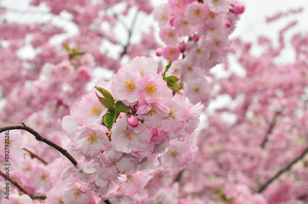 Fototapeta premium Pink sakura branch in full bloom surrounded by soft spring blossom canopy