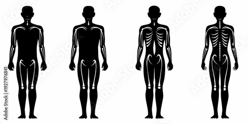 Human figures displaying varying levels of muscle and skeletal detail