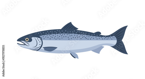 Atlantic Salmon Fish Side.