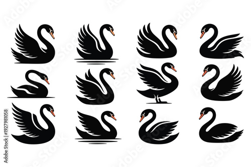 Set of black swans isolated on transparent background beautiful graceful birds with open wings floating on water vector illustration