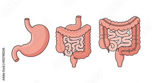 A medical illustration presents a human stomach, small intestine, and large intestine, arranged horizontally on a pure white background.