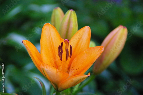 Tableau sur toile Orange lily flower blooming in summer garden with fresh green foliage